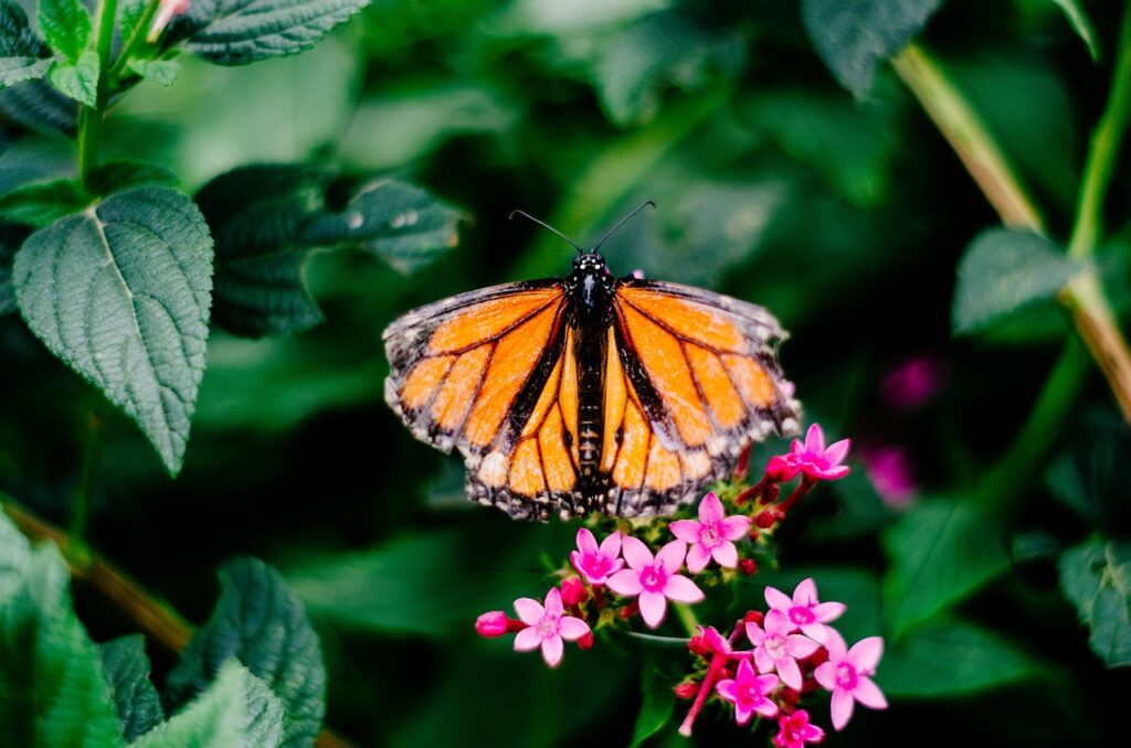 mariposa, insecto, naturaleza-5357792.jpg