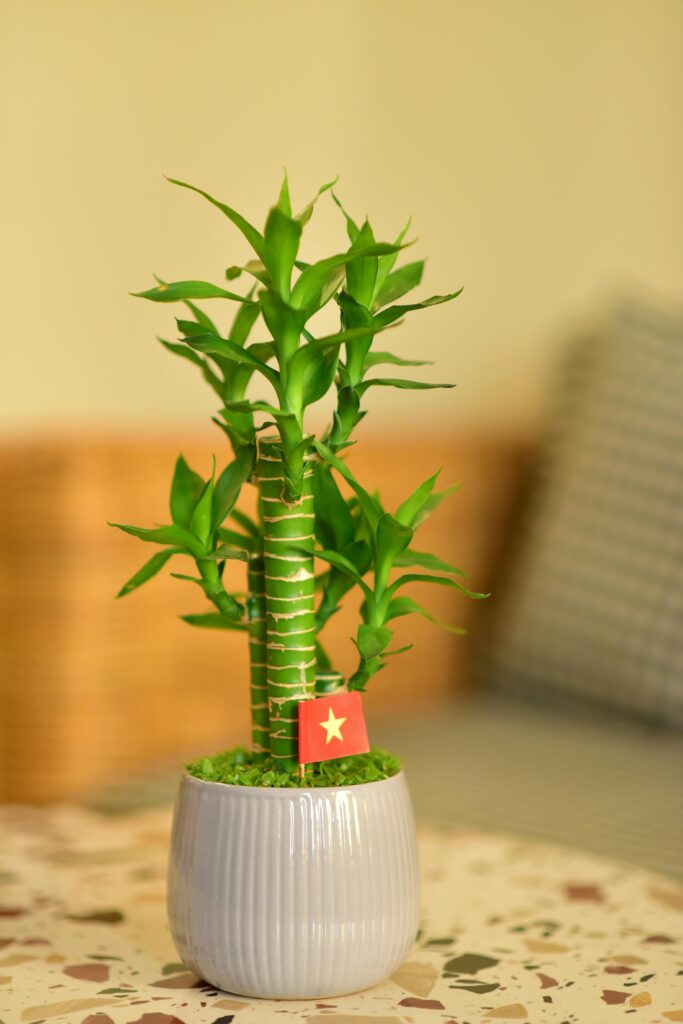 Lucky bamboo plant with a small Vietnam flag, potted in a ceramic pot indoors.